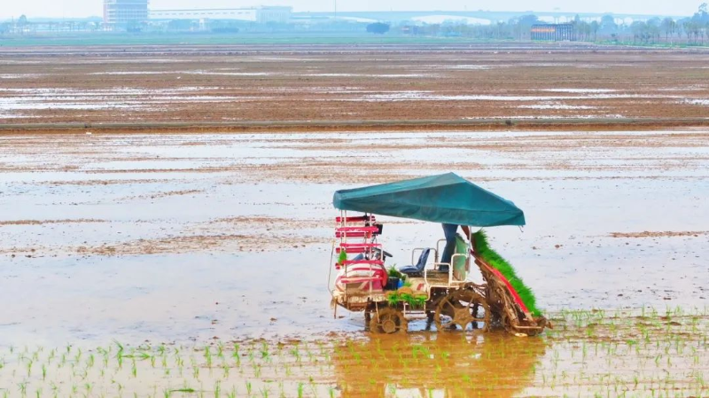 科技助力学子下田，洪梅金色水乡稻田抢抓农时绘“稻”画