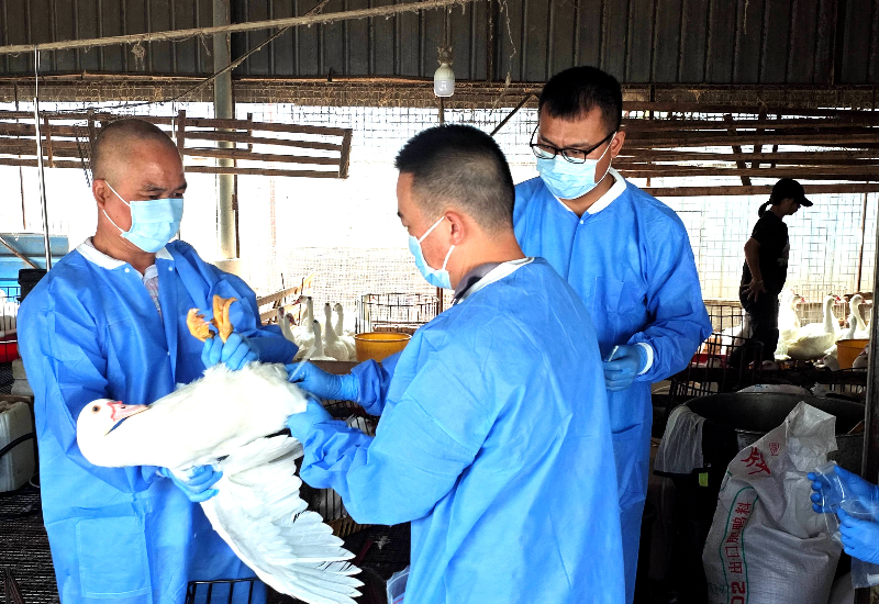 市镇携手推进三鸟市场飞行监测采样工作