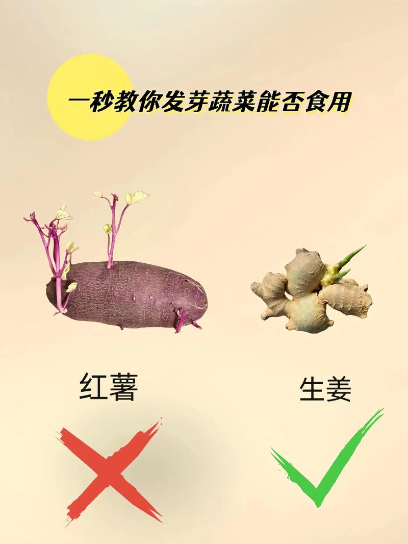 发芽蔬菜能否食用？一文读懂