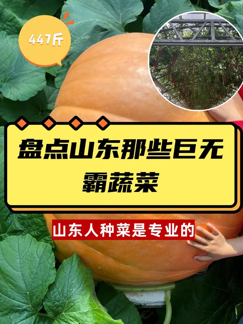 探秘山东巨无霸蔬菜的世界