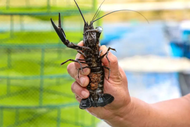 东莞养殖澳洲淡水龙虾登场，成龙虾界“新贵”！
